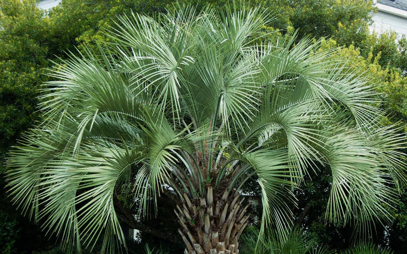 Pindo Palm tree with green fronds against a natural background.  (Butia capitata)