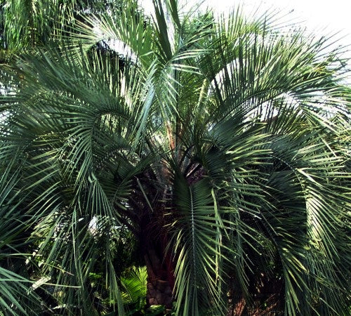 Close-up of a Jelly palm tree with green fronds