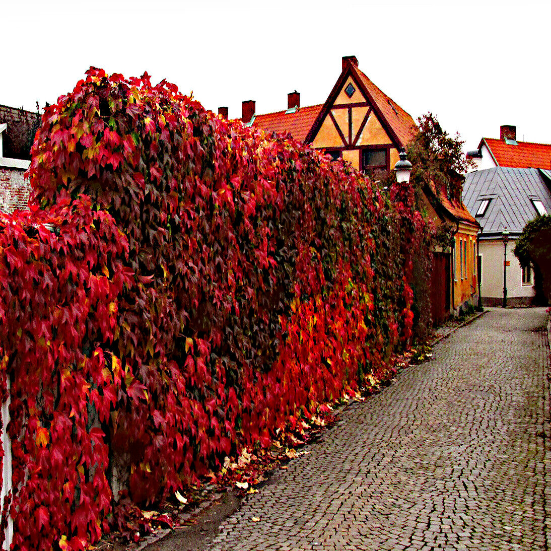 Cobbled street lined with red leafed Virginia Creeper Vine covered walls and traditional houses. (Parthenocissus quinquefolia)