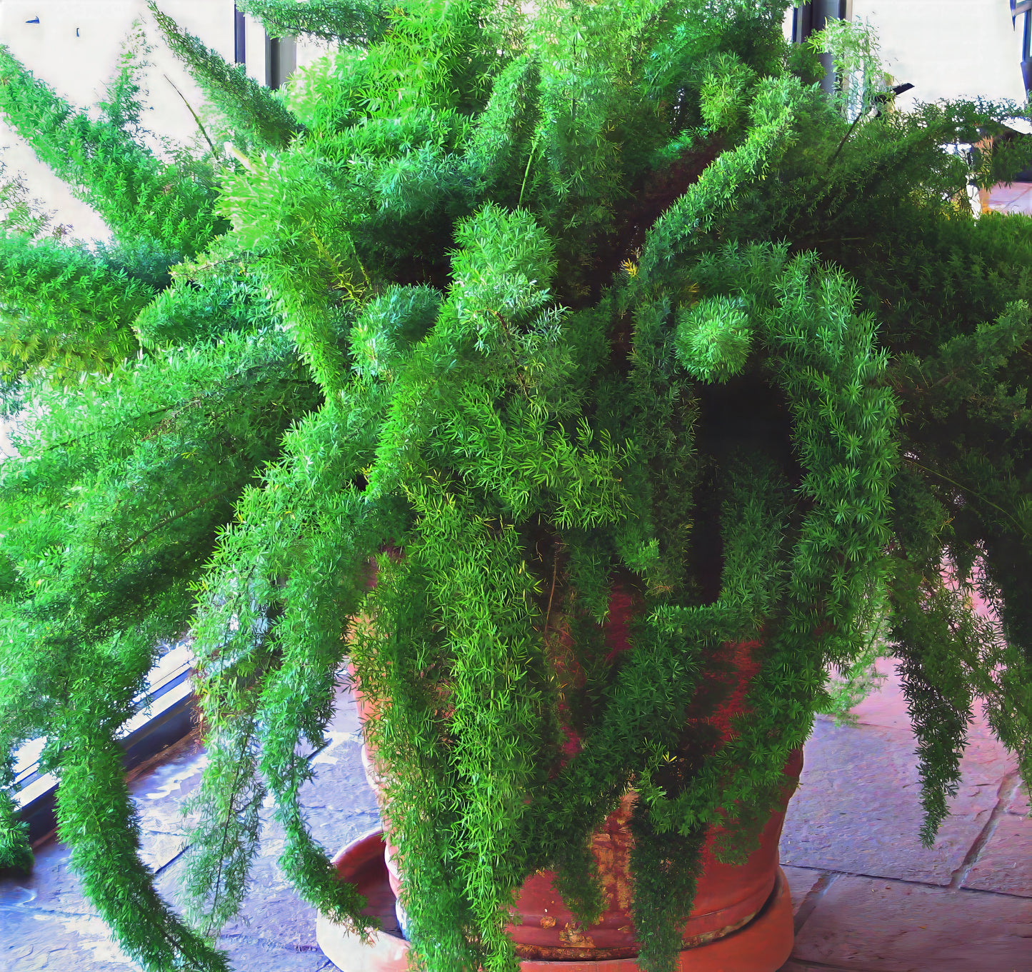 Potted Foxtail Fern plant with green leaves on a tiled floor. (Asparagus densiflorus ‘Meyeri’)