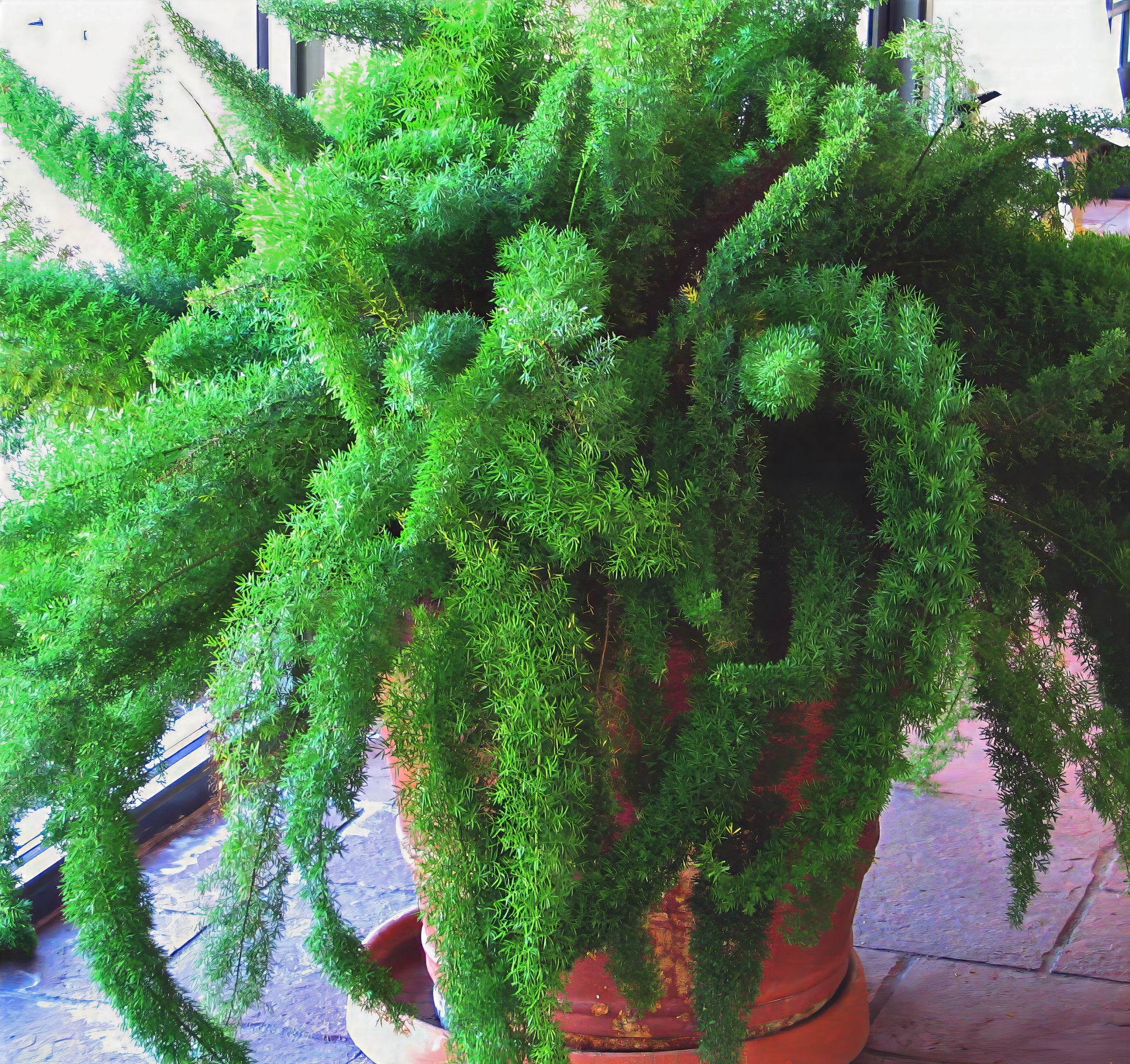 Potted Foxtail Fern plant with green leaves on a tiled floor. (Asparagus densiflorus ‘Meyeri’)