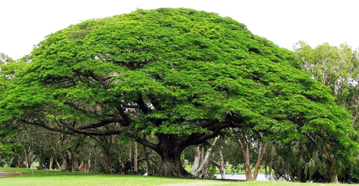 Large Rain tree canopy with green leaves and large trunk. Monkey pod (Albizia saman)