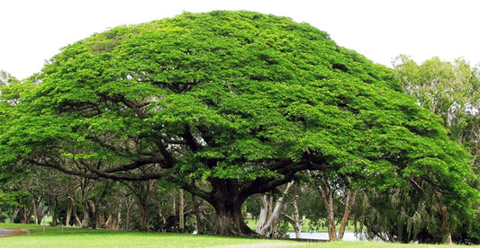 Large Rain tree canopy with green leaves and large trunk. Monkey pod (Albizia saman)