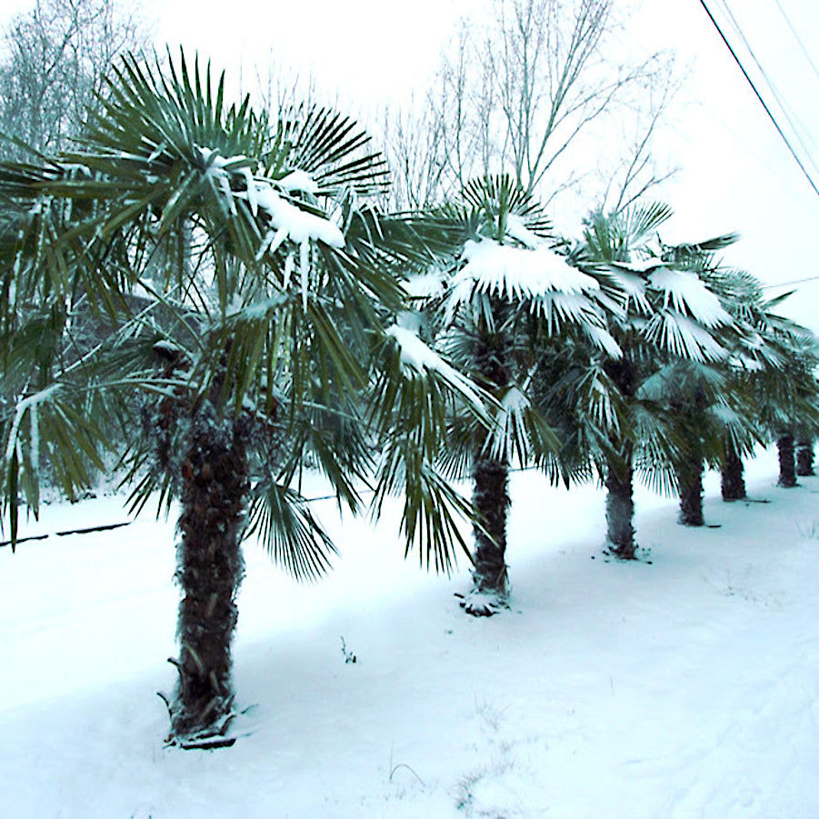 Cold hardy Trachycarpus fortunei Chinese Windmill fan Palm trees covered in snow in a snowy landscape