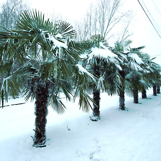 Cold hardy Trachycarpus fortunei Chinese Windmill fan Palm trees covered in snow in a snowy landscape