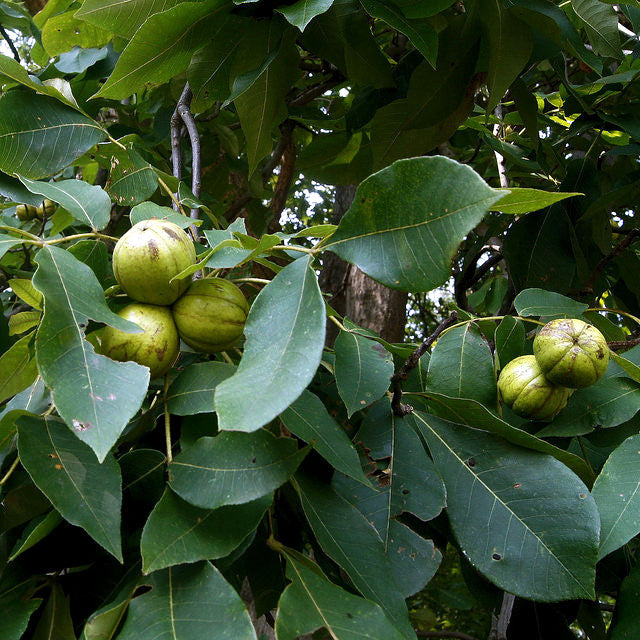 Green Hickory nuts hanging from branches among dense green leaves.