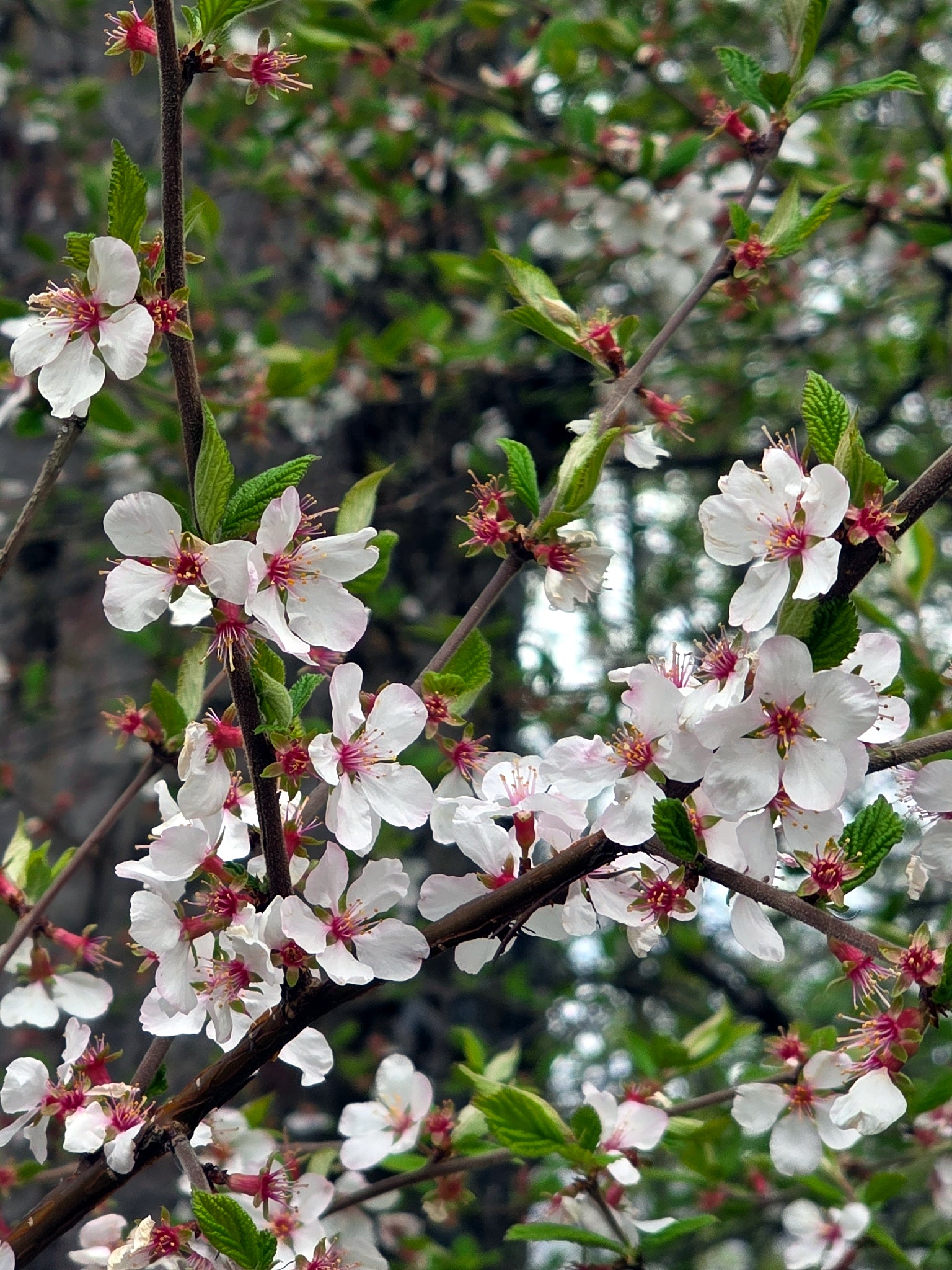 Branch of a Nanking Cherry tree with white flowers and green leaves. (Prunus tomentosa)