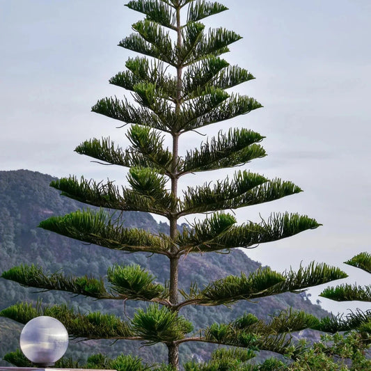 Tall evergreen Norfolk Island Pine tree
(Araucaria heterophylla) with a mountainous background