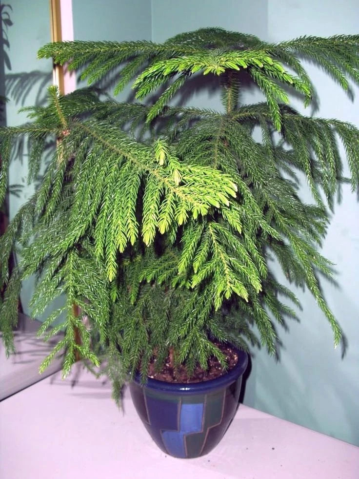 Potted green Norfolk Island Pine tree plant on a windowsill with a light blue wall background