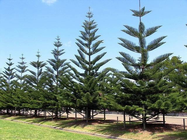 Row of tall evergreen Norfolk Island pine trees under a clear blue sky