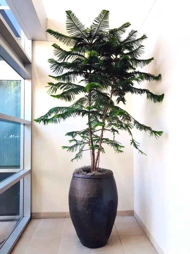 Tall potted norfolk island pine tree plant in a modern indoor setting with large windows.