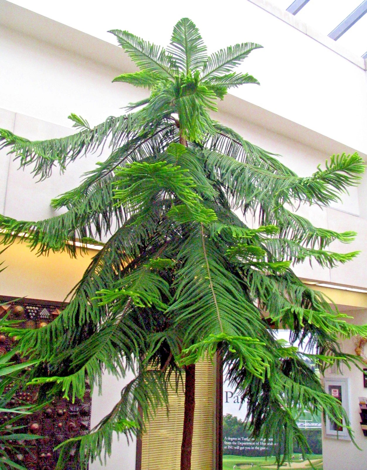 Norfolk Island Pine tree indoors in a room with a white ceiling