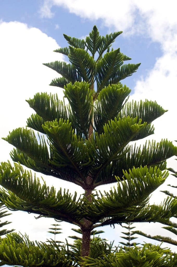 Close-up of a Norfolk Island pine tree against a blue sky with clouds.