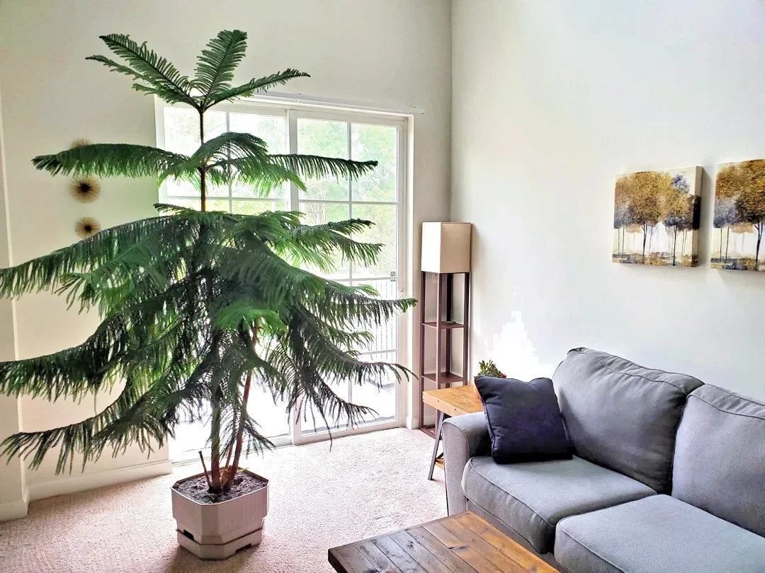 Living room with a large indoor Norfolk Island Pine tree potted plant and a gray sofa.