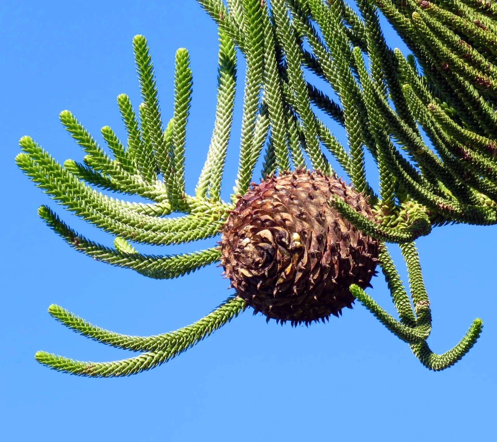 Norfolk Island Pine tree Conifer cone on a branch against a clear blue sky