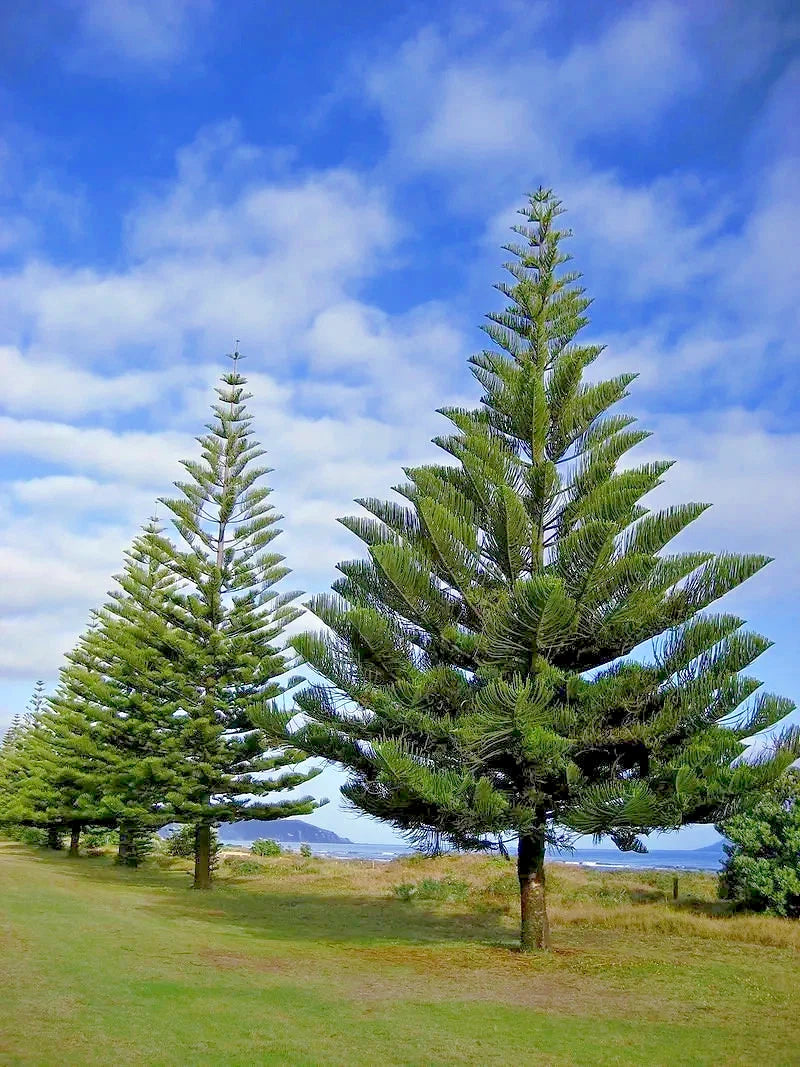 Two large coniferous Norfolk Island Pine trees under a blue sky with scattered clouds.