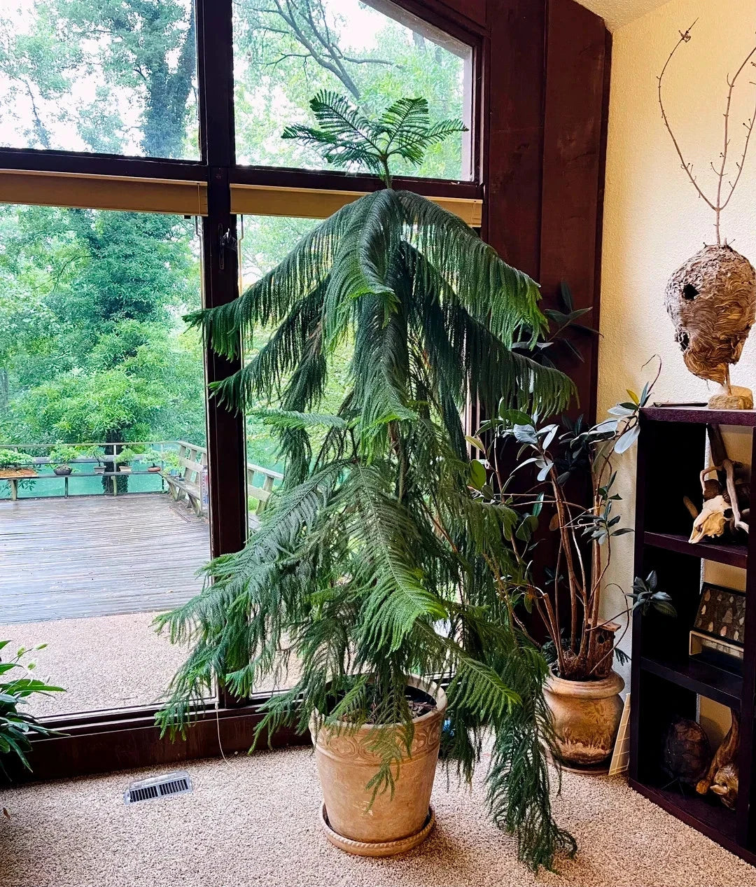 Large indoor Norfolk Island Pine tree plant in a container pot near a glass door with a view of greenery outside.