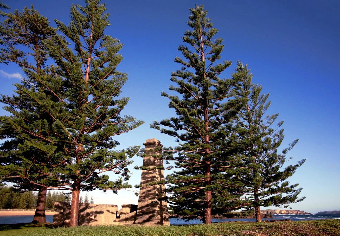 Two tall Norfolk Island pine trees with a stone structure in the background under a clear blue sky.