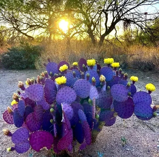 Purple Cactus Opuntia Santarita with yellow flowers in a desert landscape with sunset
