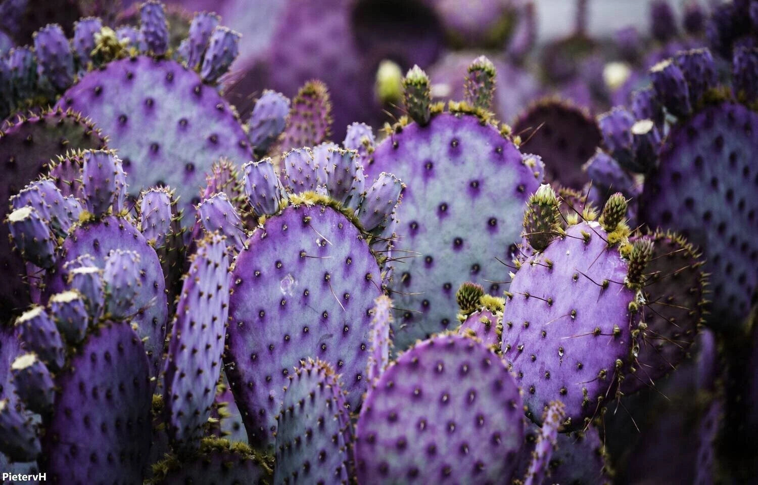 Close-up of purple cactus flowers with a blurred background