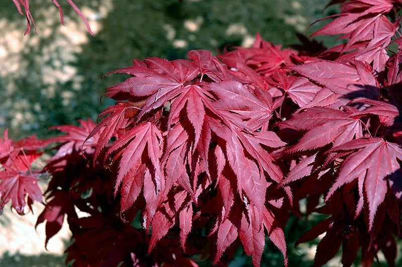 Red Oregon Sunset maple leaves with a blurred green background
