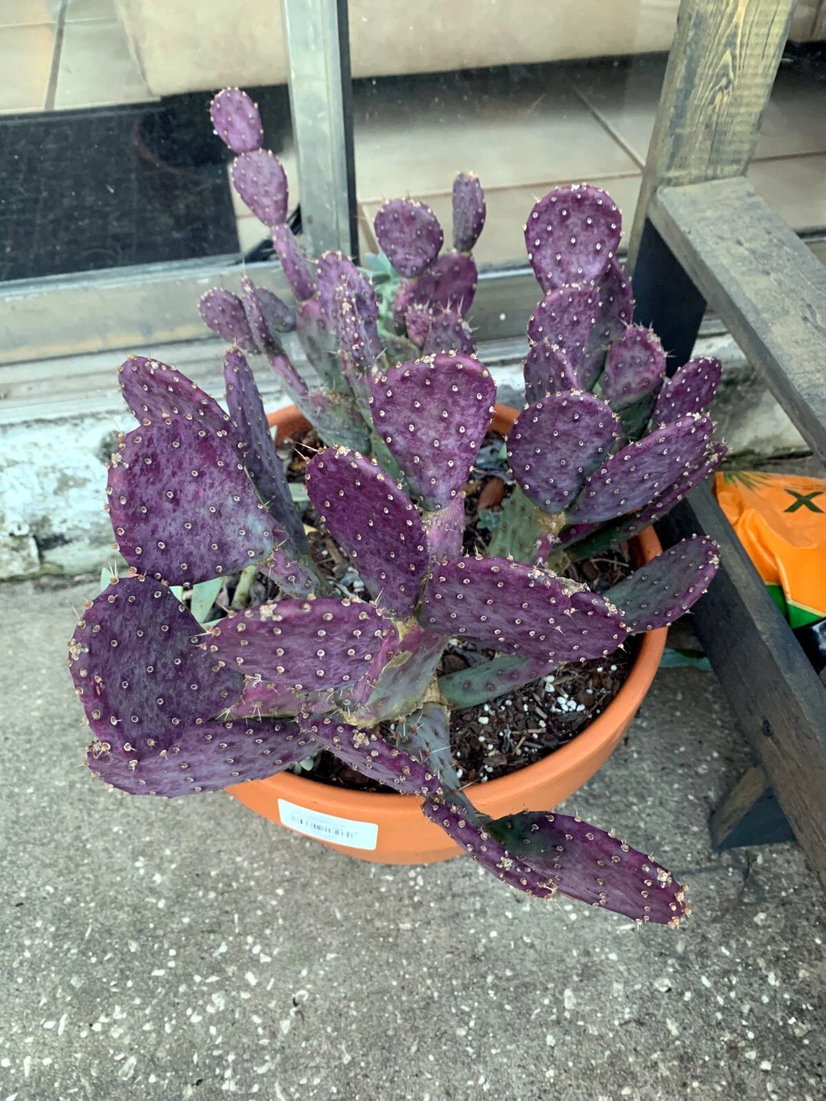 Purple cactus plant in a pot on a tiled floor