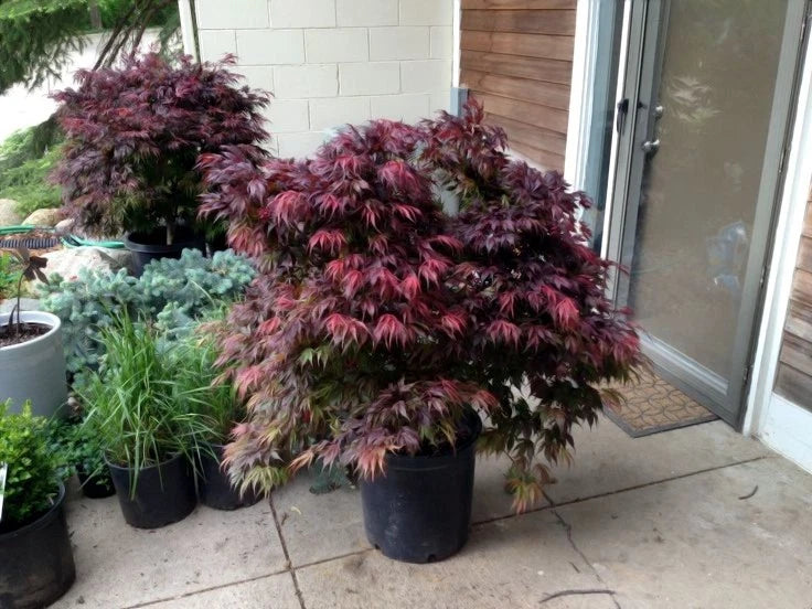 Potted Oregon Sunset maple plants on a patio with a door in the background