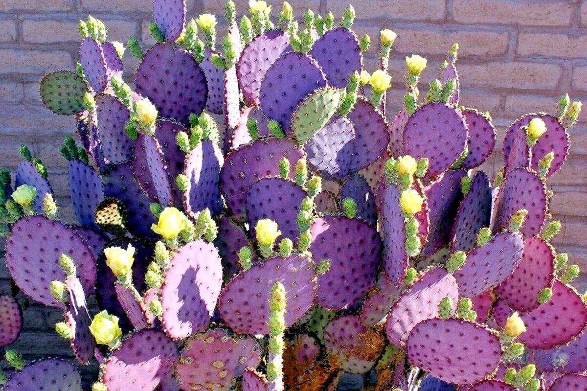 Purple cacti with green spines against a brick wall background
