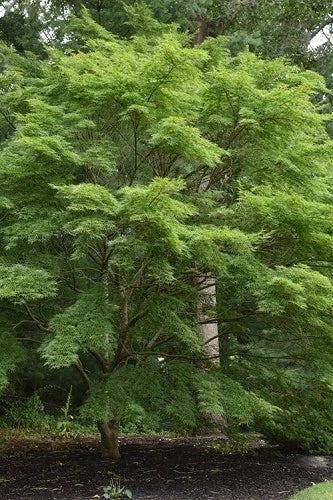 Large green Oregon Sunset maple tree with a thick canopy in a natural setting