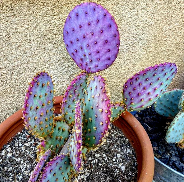 Purple Cactus Seeds - Opuntia Santa Rita Prickly Pear
