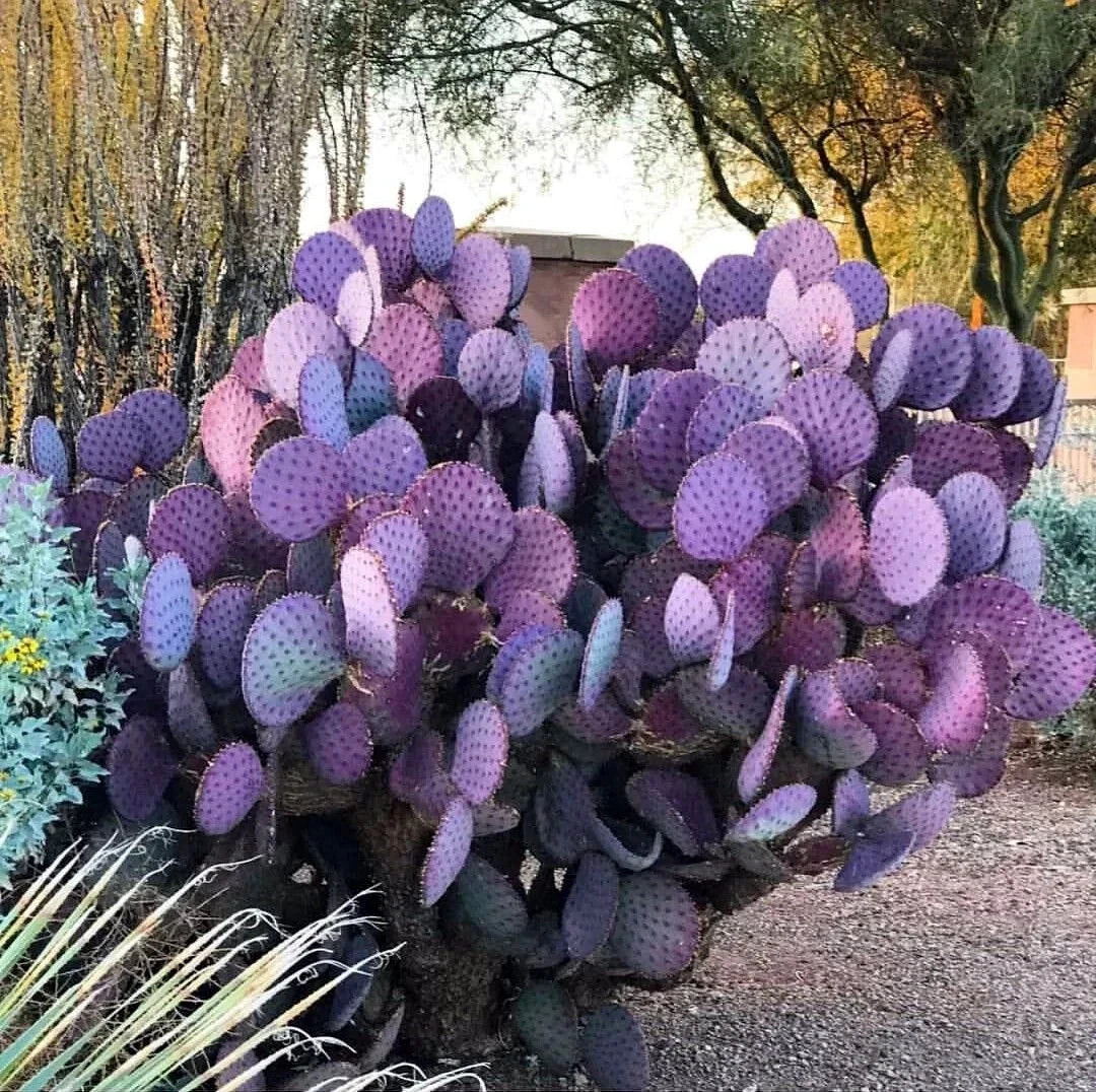 Purple cacti in a garden setting with trees and gravel.