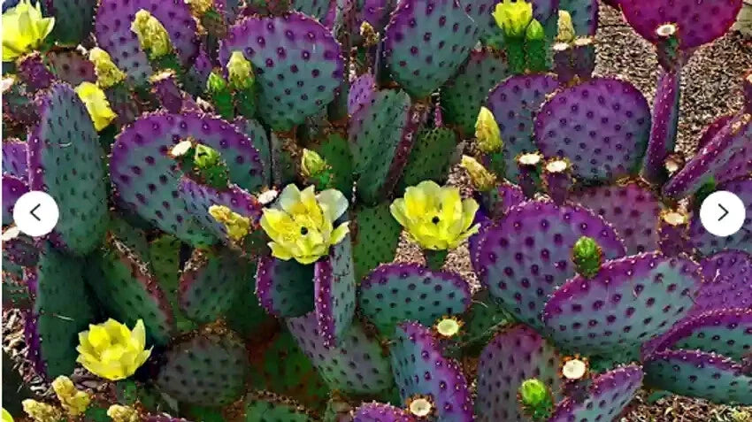 buy purple prickly pear cactus Purple Cactus Seeds - Opuntia Santa Rita Prickly Pear