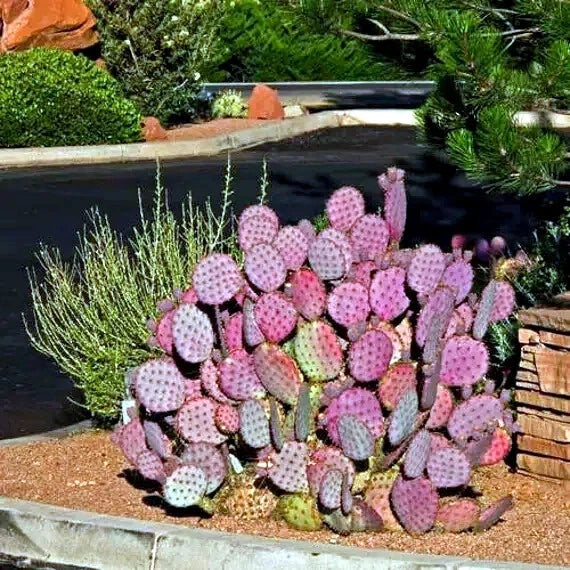 Purple Cactus Seeds - Opuntia Santa Rita Prickly Pear