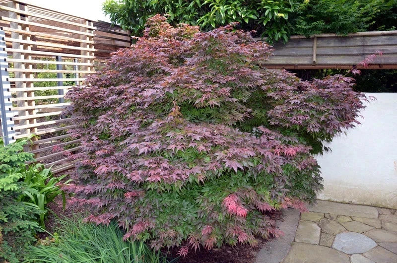 Acer 'Oregon Sunset' dwarf maple tree with pinkish-purple foliage in a garden setting. (Acer palmatum)