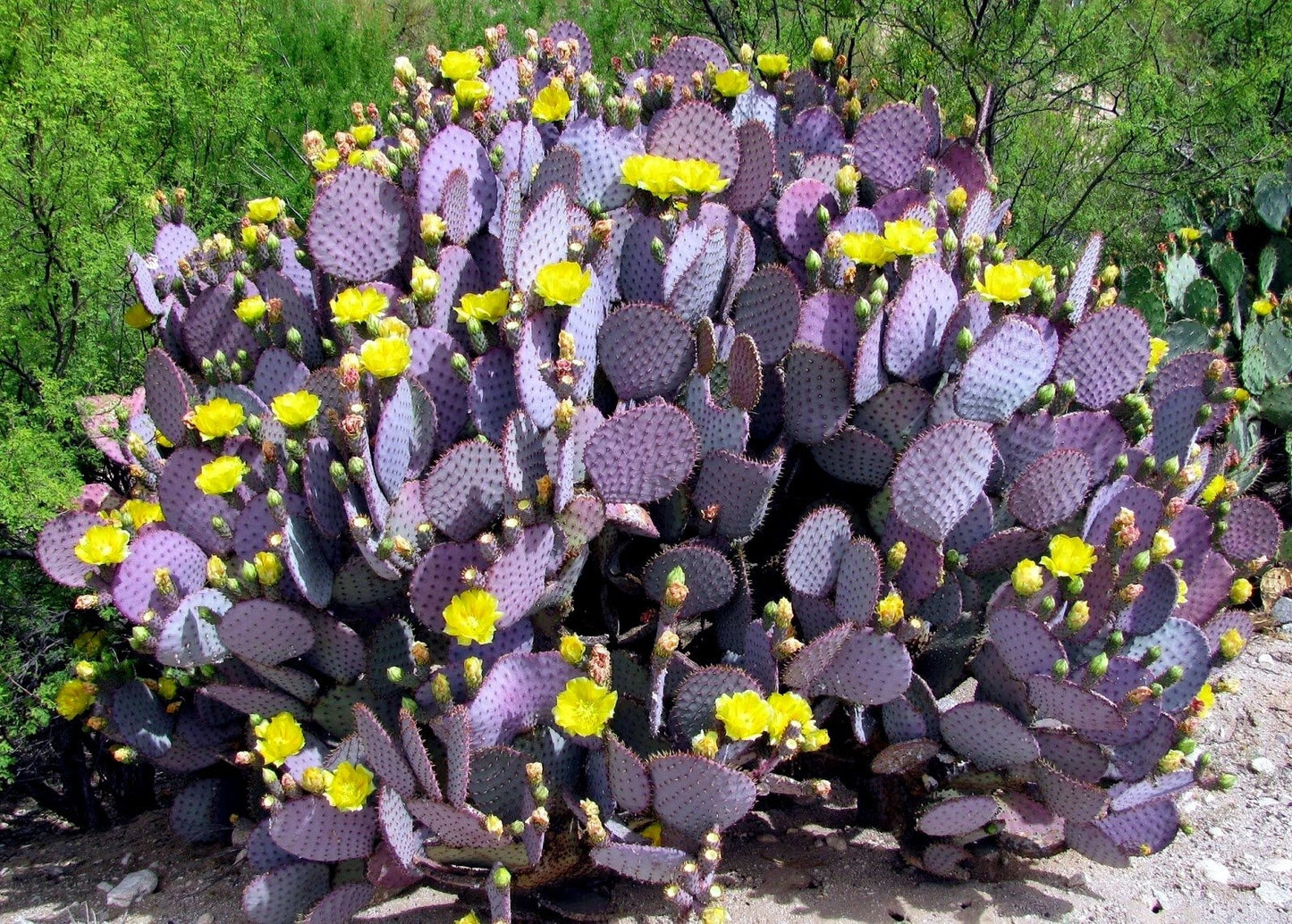 Purple cactus with yellow flowers in a natural setting