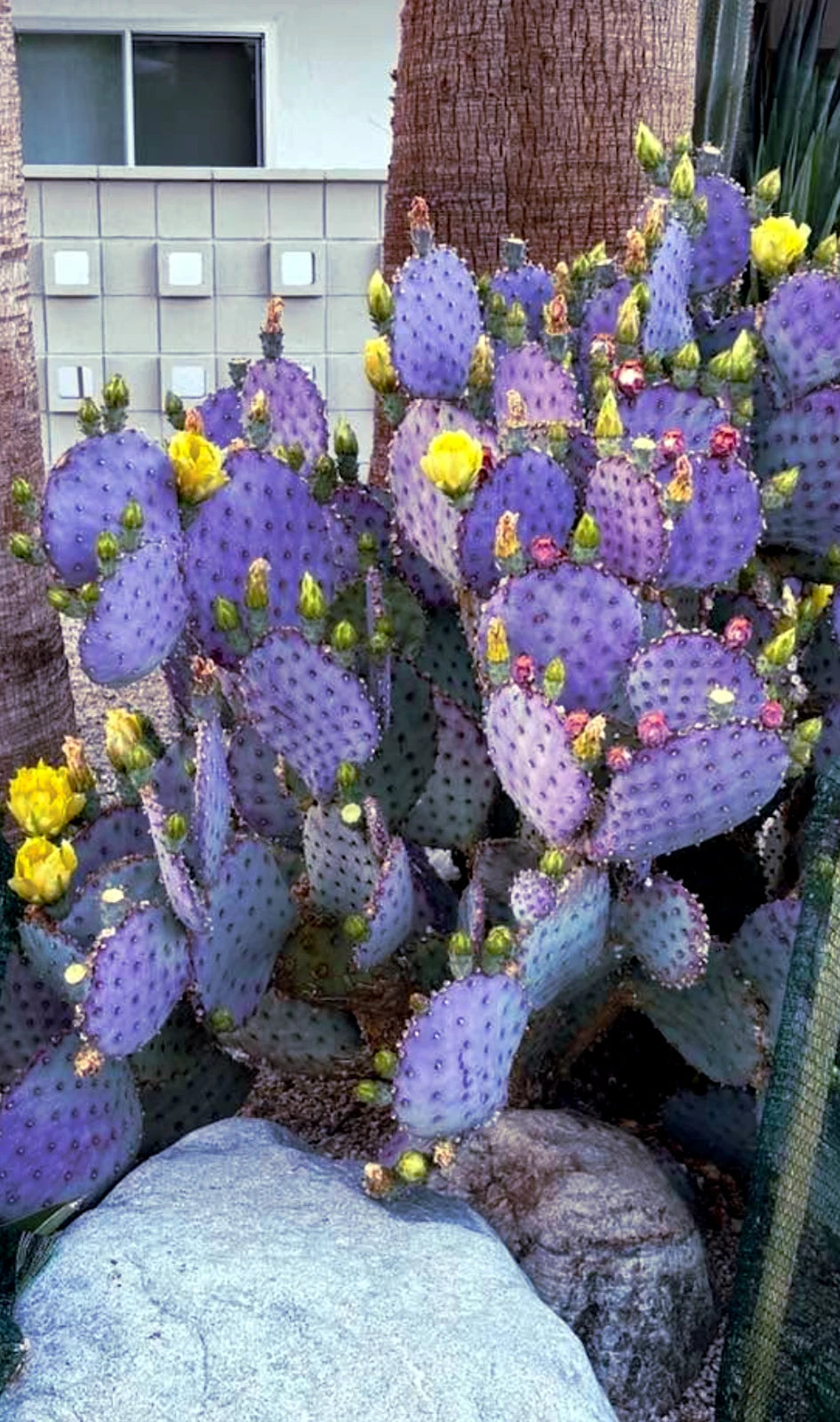 Purple opuntia cactus with yellow flowers in a garden setting