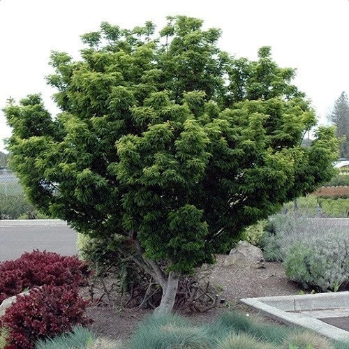 Large green Oregon Sunset maple tree in a garden setting with other plants and a road in the background