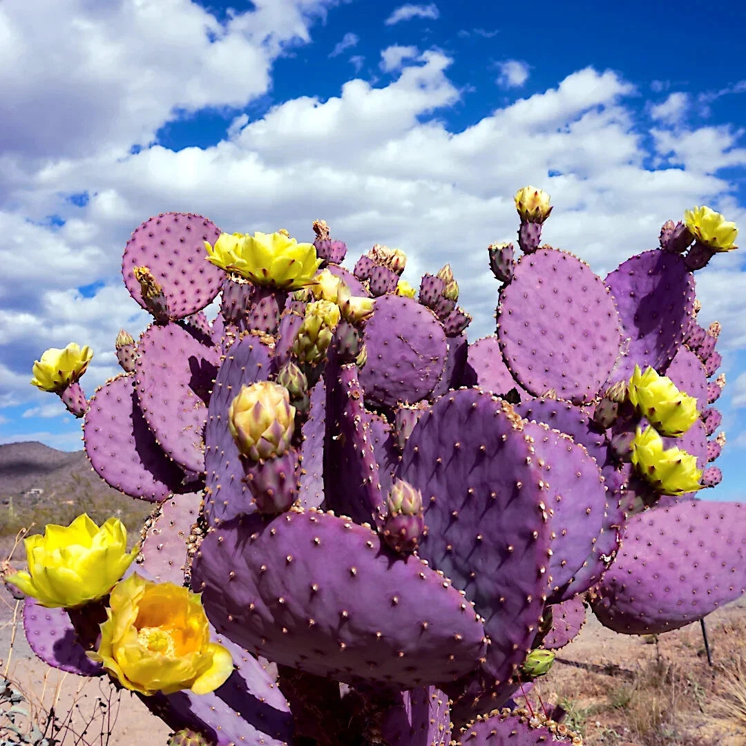Purple cactus with yellow flowers against a blue sky