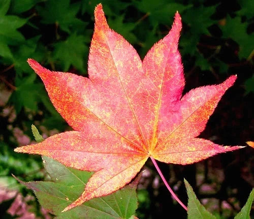 Close-up of a red Oregon Sunset maple tree leaf with green leaves in the background