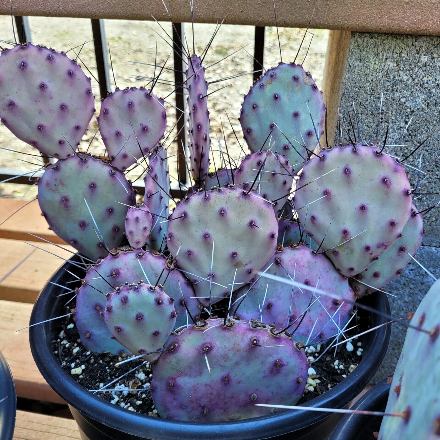 Potted cactus with purple spines on a wooden deck