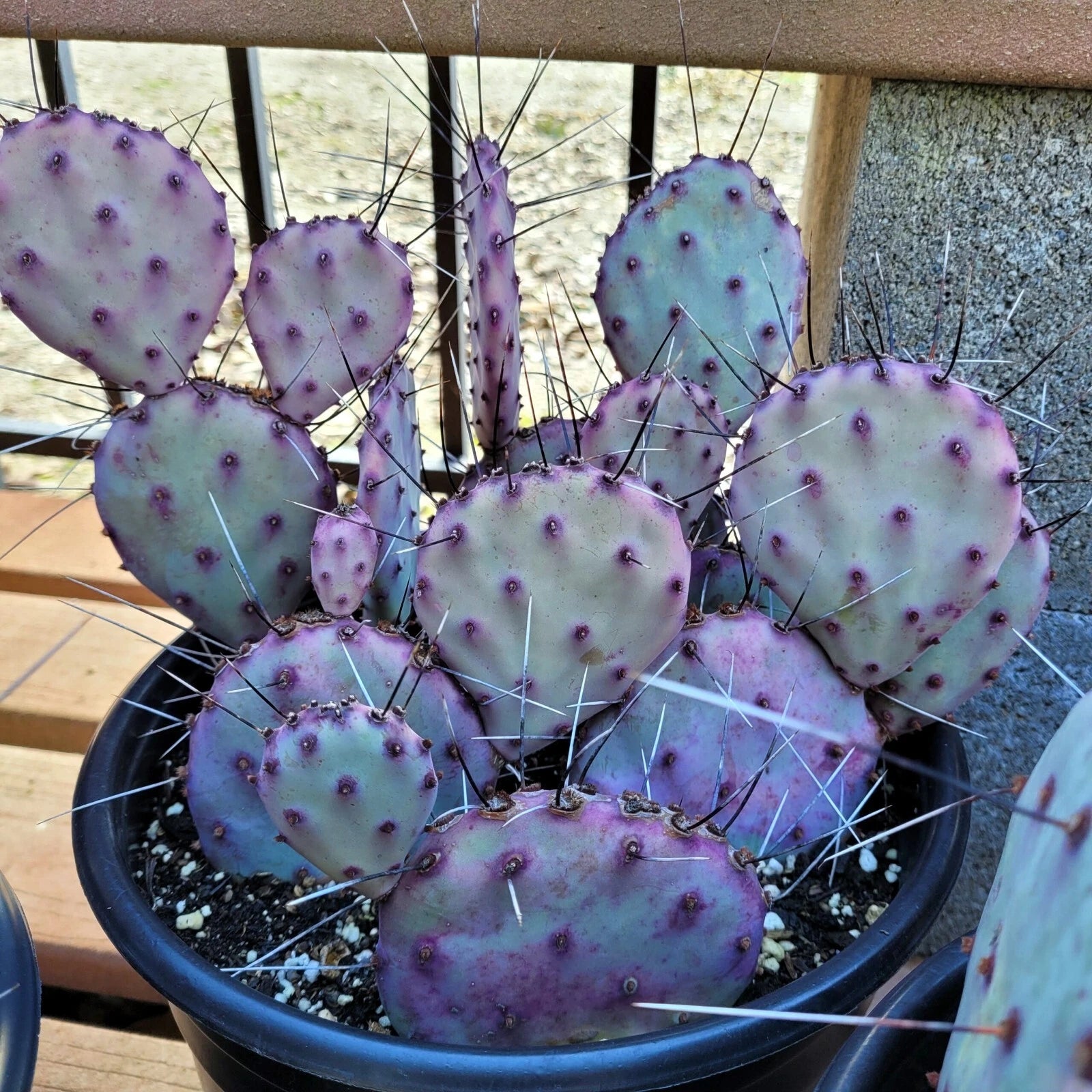 Potted cactus with purple spines on a wooden deck