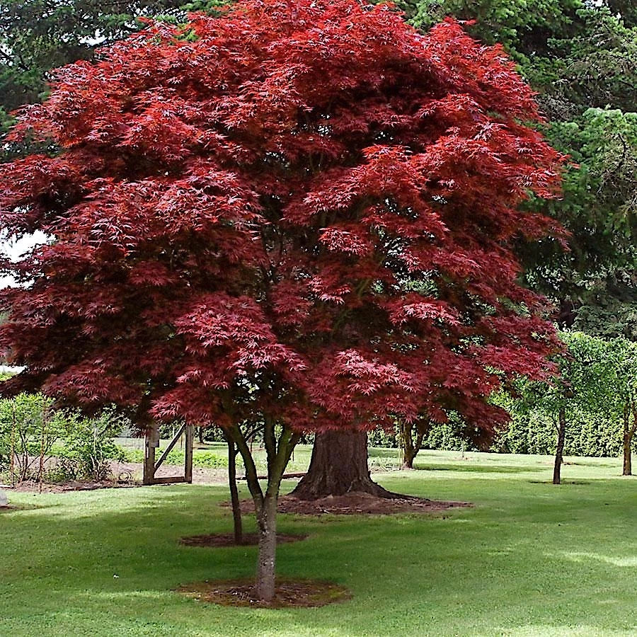 Red Oregon Sunset maple tree in a park setting with green grass and trees in the background