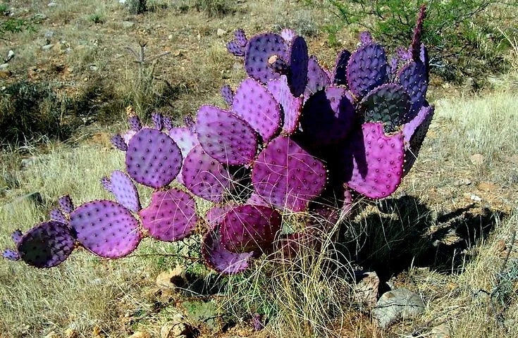 Purple cactus plant in a natural desert setting
