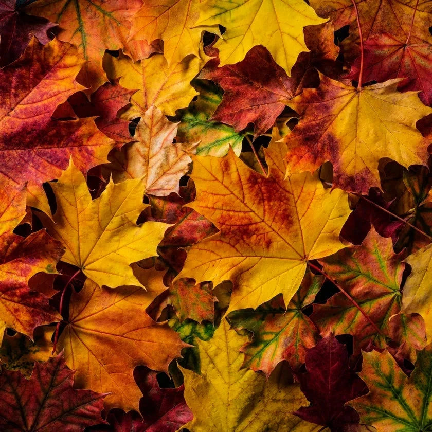 Close-up of Oregon Sunset maple autumn leaves with vibrant colors