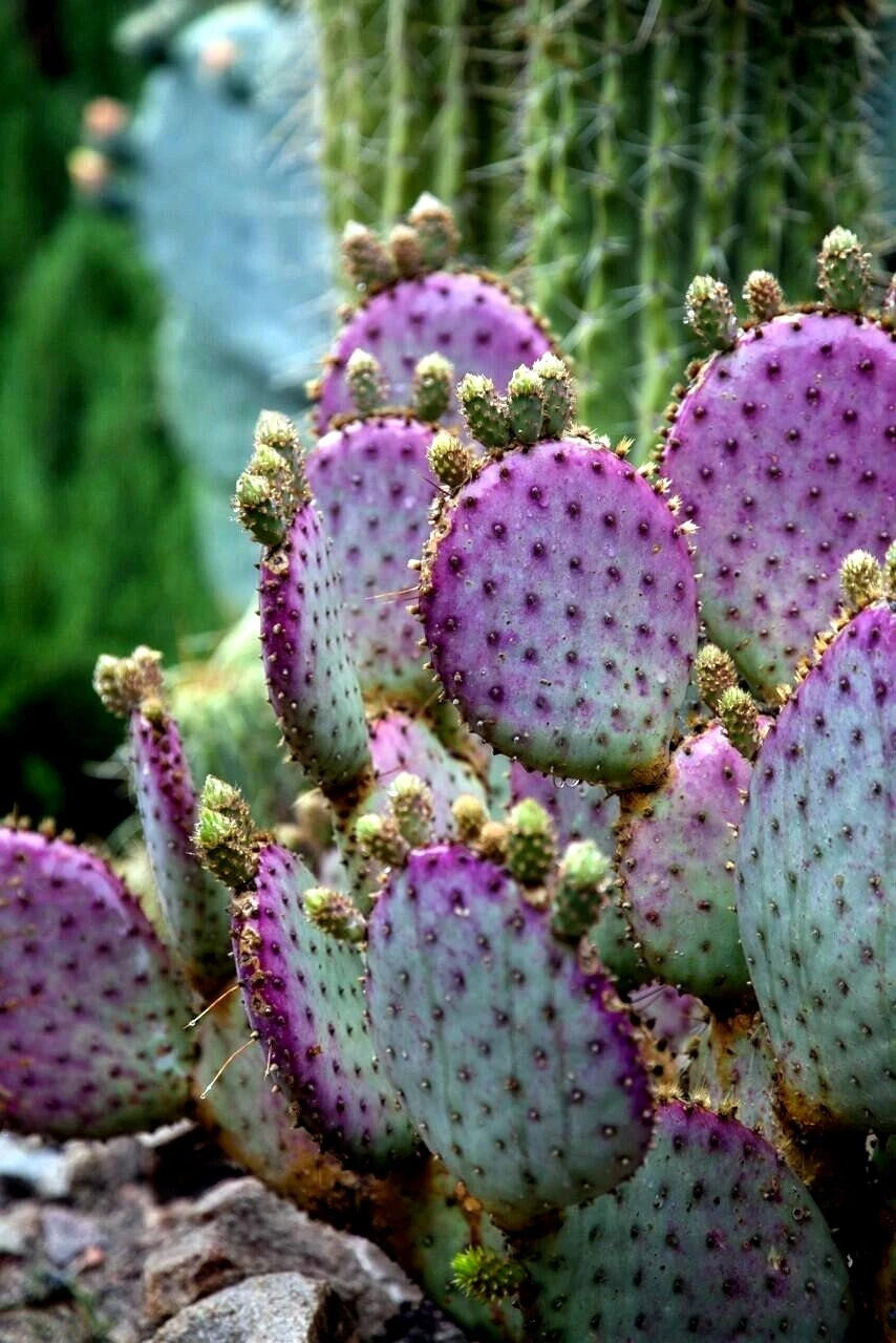 Close-up of purple prickly pear cactus with a blurred green background