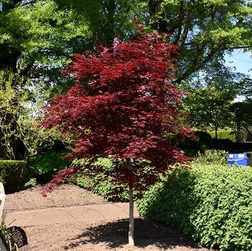 Oregon Sunset maple Tree with red foliage in a garden setting