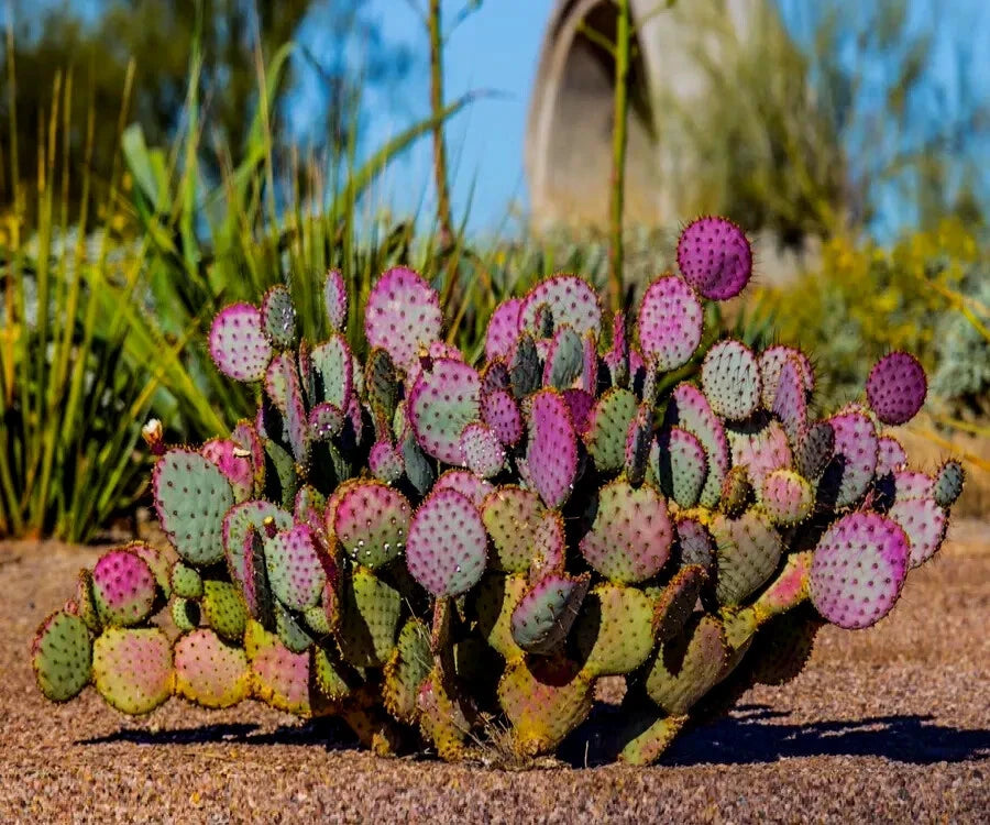 Purple Prickly pear cactus with pink buds in a natural setting