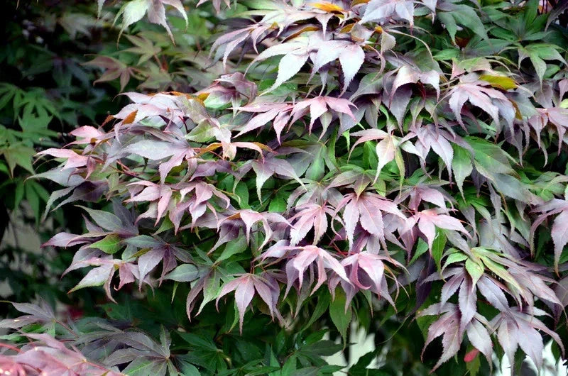 Close-up of purple and green leaves on an Oregon Sunset maple tree