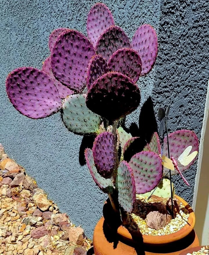 Purple Cactus Seeds - Opuntia Santa Rita Prickly Pear
