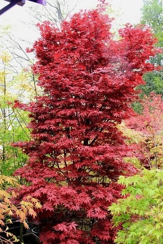 Red-leaved Oregon Sunset maple tree in a garden setting with green foliage
